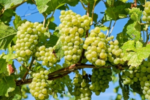 gallery/grapes-2656259_1920